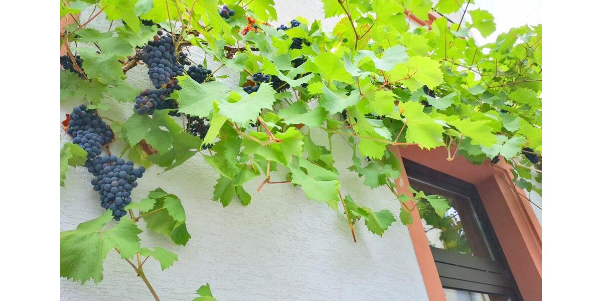 Wohnen auf Zeit Wittlich - 7 Zimmer, 160 m&sup2;, 98&euro; | Angebot:20007318