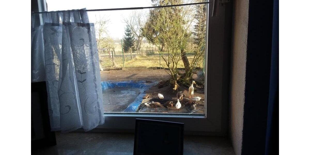 Wohnen auf Zeit Neetzow-Liepen Liepen - 1 Zimmer, 40 m&sup2;, 40&euro; | Angebot:25596587