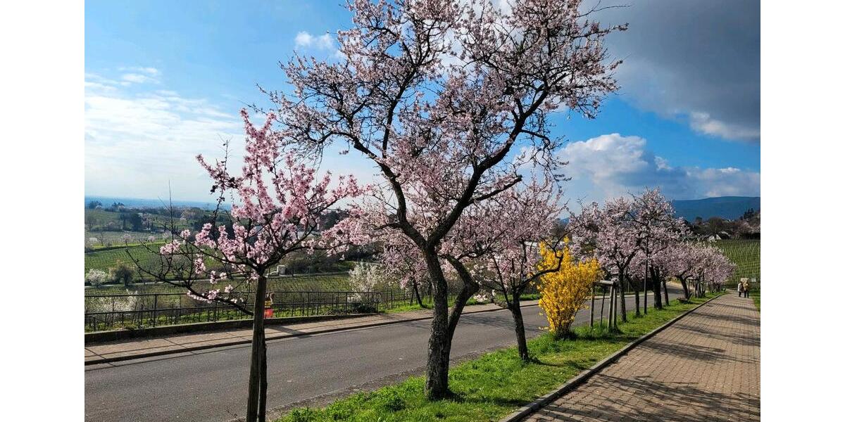 Wohnen auf Zeit Neustadt an der Weinstraße Duttweiler - 1 Zimmer, 20 m&sup2;, 520&euro; | Angebot:25379936