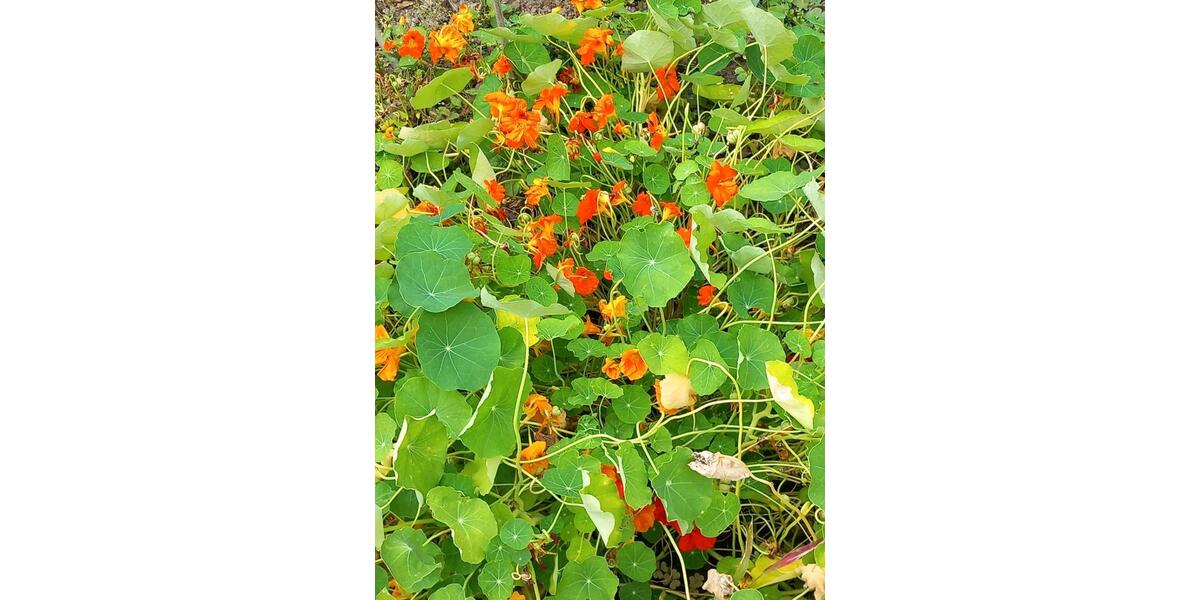 Wohnen auf Zeit Bad Salzuflen - 1 Zimmer, 14 m&sup2;, 810&euro; | Angebot:26250590