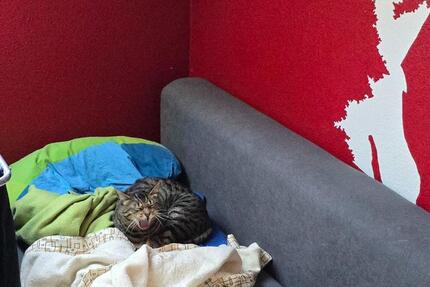 Wohnung Gießen - 1 Zimmer, 13 m&sup2;, 280&euro; | Angebot:25101919