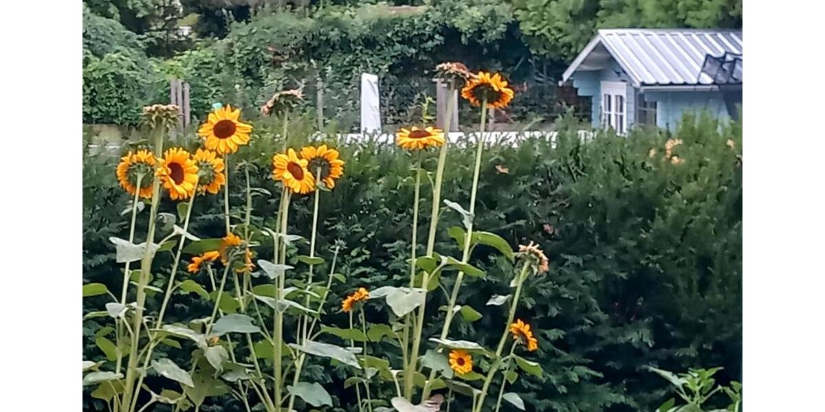 Wohnen auf Zeit Bad Salzuflen - 1 Zimmer, 14 m&sup2;, 810&euro; | Angebot:26250590