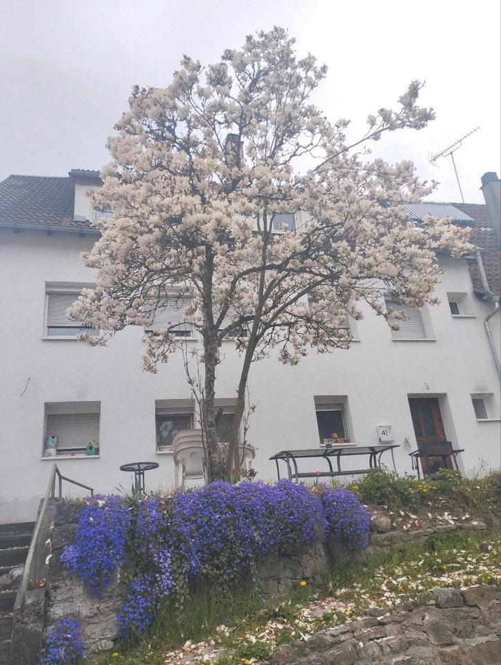 WG , 3 Zimmer Wohnung im Haus