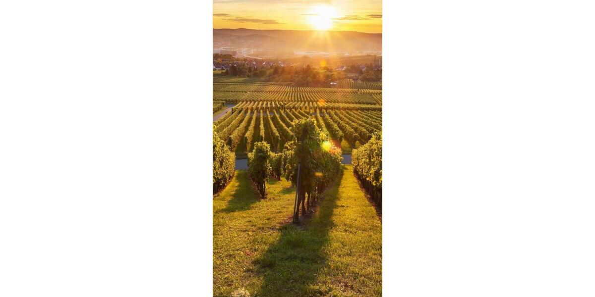 Erdgeschoßwohnung Landau in der Pfalz - 2.5 Zimmer, 80 m&sup2;, 1.700&euro; | Angebot:25931546