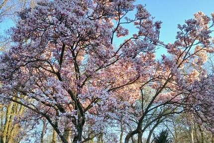 Haus Löningen - 5 Zimmer, 130 m&sup2;, 1.150&euro; | Angebot:25756277