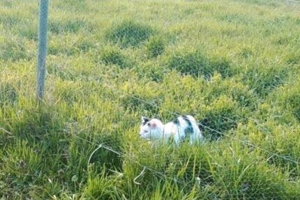 Wohnung Albertshofen - 3 Zimmer, 180 m&sup2;, 530&euro; | Angebot:25143221