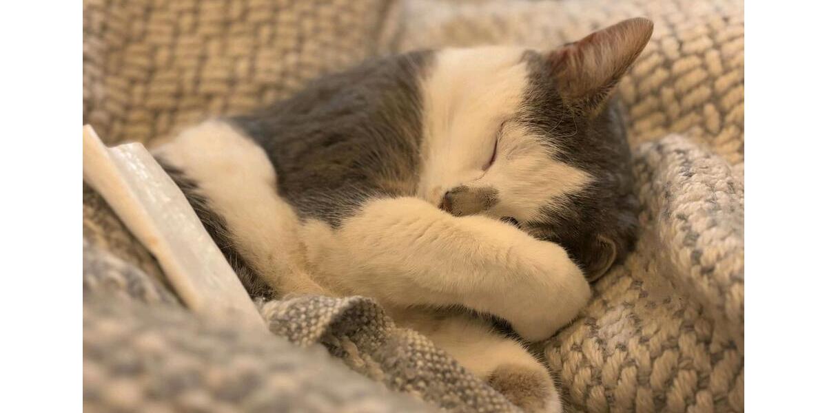 Wohnen auf Zeit Feldberg (Schwarzwald) - 1 Zimmer, 20 m&sup2;, 520&euro; | Angebot:25677526