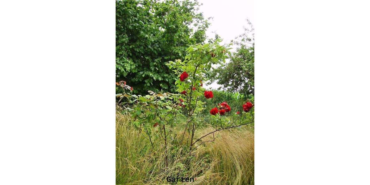 Etagenwohnung Postlow-Görke Görke - 2 Zimmer, 58 m&sup2;, 395&euro; | Angebot:25880791