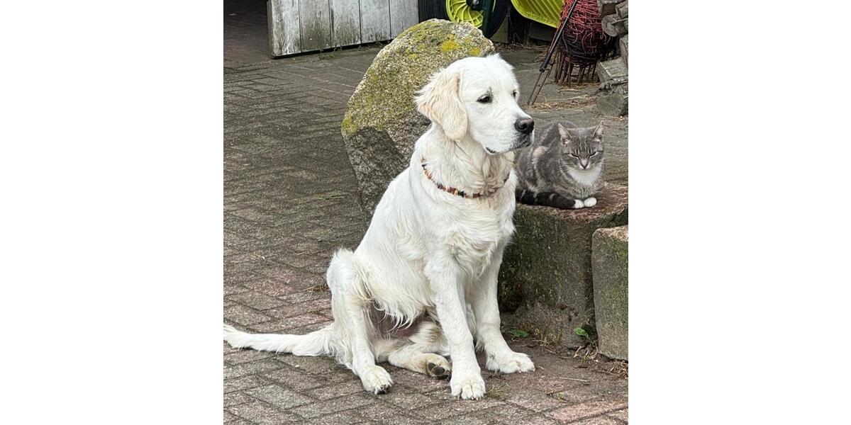 Dachgeschoßwohnung Bredstedt - 4 Zimmer, 80 m&sup2;, 500&euro; | Angebot:25298540