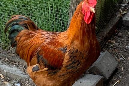 Wohnung Wriezen - 3 Zimmer, 75 m&sup2;, 470&euro; | Angebot:25135574