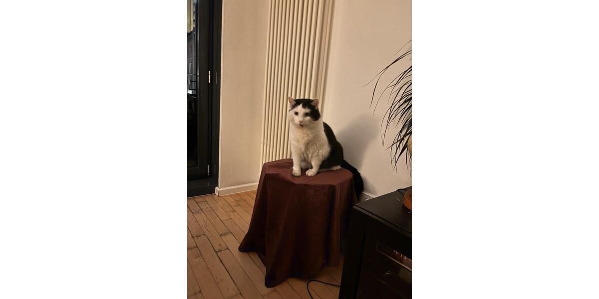 Wohnen auf Zeit Berlin Mitte - 1 Zimmer, 110 m&sup2;, 1.500&euro; | Angebot:25315641