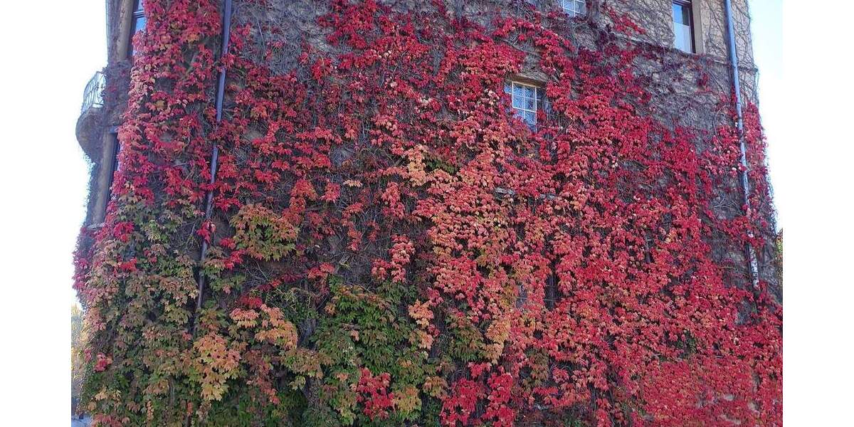 Etagenwohnung Osterode am Harz Osterode - 4 Zimmer, 120 m&sup2;, 600&euro; | Angebot:25746165