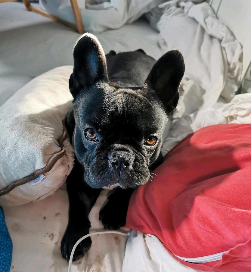 möbliertes WG-Zimmer für Hundefreund*innen