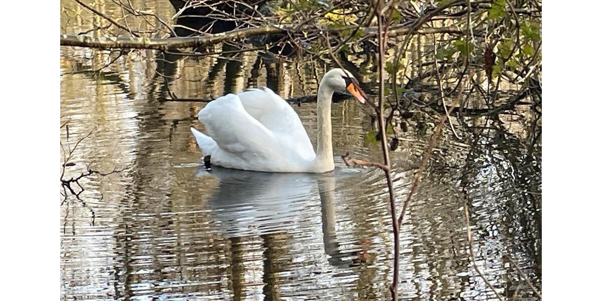 Einfamilienhaus Kempen - 2 Zimmer, 87 m&sup2;, 1.250&euro; | Angebot:26025202