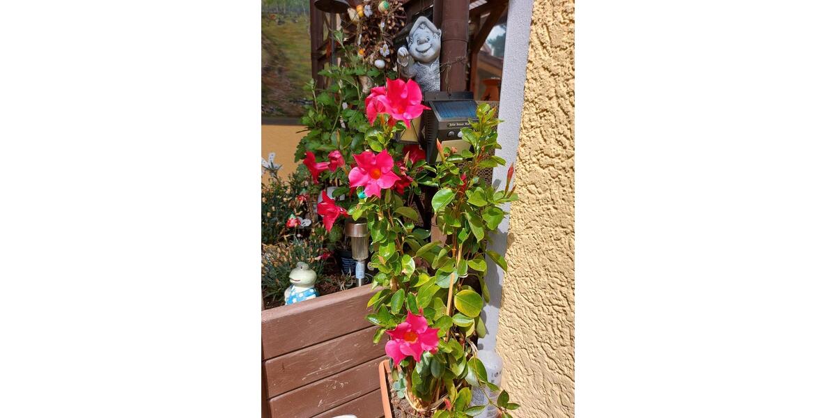 Wohnen auf Zeit Saalfeld (Saale) - 2 Zimmer, 50 m&sup2;, 40&euro; | Angebot:24700760