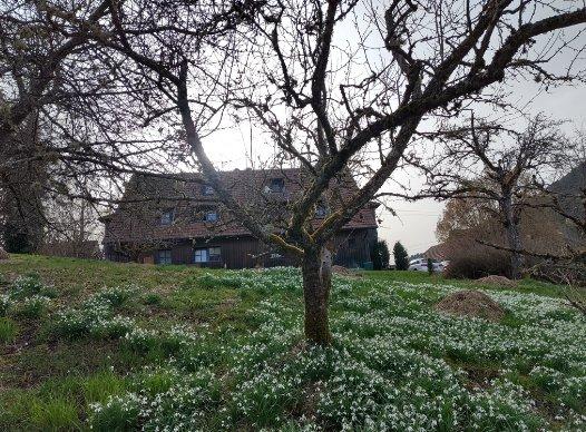 Erdgeschoßwohnung Baiersbronn - 3.5 Zimmer, 85 m&sup2;, 725&euro; | Angebot:26032204