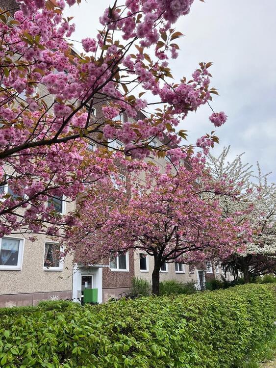 1 Zimmer Wohnung in Ludwigsfelde