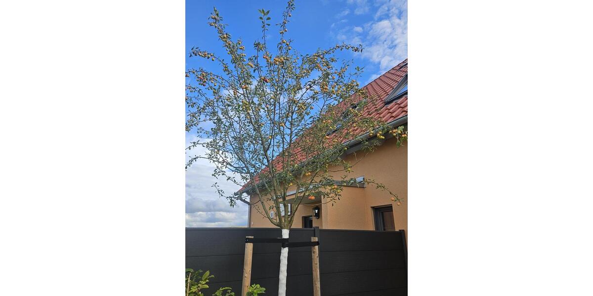 Mehrfamilienhaus, Wohnhaus Kamenz - 4.5 Zimmer, 112 m&sup2;, 1.534&euro; | Angebot:23969923