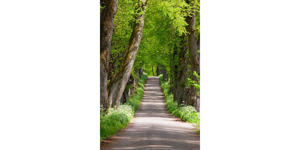 Schöne Dachgeschosswohnung 2 zimmer