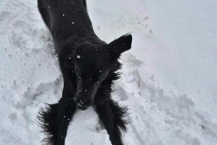 Kleines Haus oder Erdgeschosswohnung zimmer