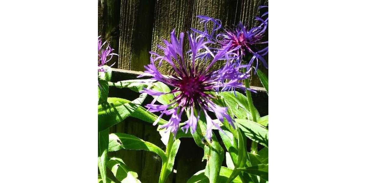 Einfamilienhaus Wangen im Allgäu - 7 Zimmer, 250 m&sup2;, 2.500&euro; | Angebot:23804029