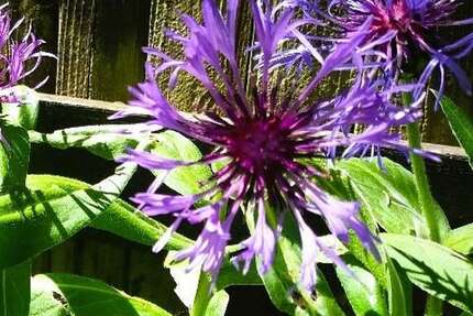 Haus Wangen im Allgäu - 7 Zimmer, 250 m&sup2;, 2.500&euro; | Angebot:23804029