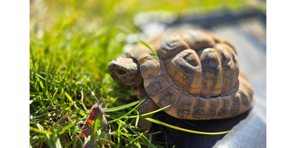 Wohnen auf Zeit Burg - 1 Zimmer, 45 m&sup2;, 58&euro; | Angebot:24747382