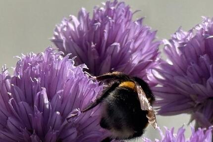 Wohnung zu vermieten, Einzimmerwohnung, Bischofswiesen zimmer