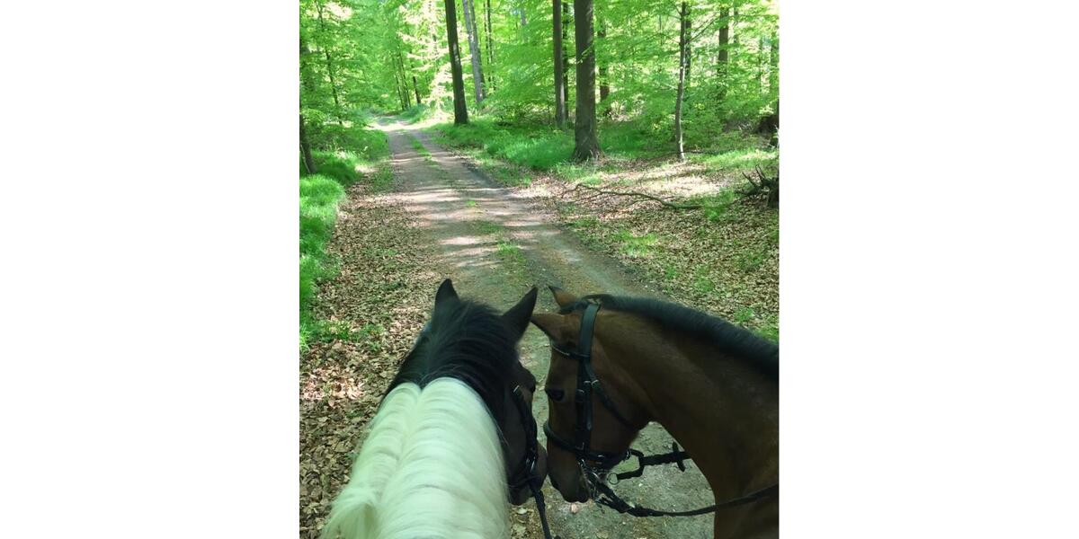 Etagenwohnung Diesdorf - 3 Zimmer, 65 m&sup2;, 300&euro; | Angebot:24655554