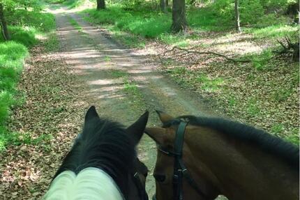 Wohnung Diesdorf - 3 Zimmer, 65 m&sup2;, 300&euro; | Angebot:24655554