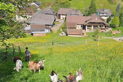 3 Zimmer Wohnung Münstertal 1 zimmer