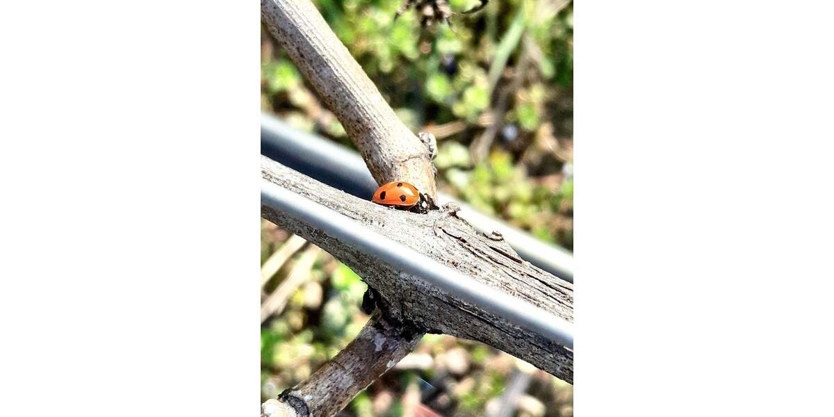 Etagenwohnung Oberkirch Tiergarten - 3 Zimmer, 90 m&sup2;, 683&euro; | Angebot:25659137