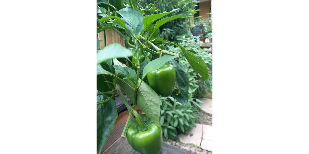 Wohnen auf Zeit Bad Salzuflen - 1 Zimmer, 14 m&sup2;, 810&euro; | Angebot:26250590