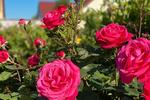Etagenwohnung Potsdam Krampnitz - 1 Zimmer, 20 m&sup2;, 500&euro; | Angebot:26634881