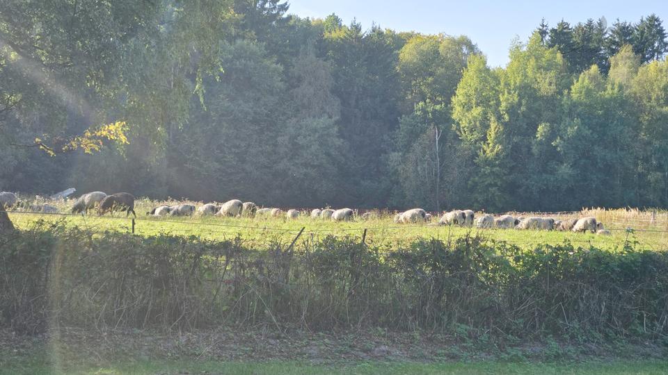 Reetdachtraum-voll möblierte nähe Golfplatz Hittfeld -Helmstorf 3 zimmer