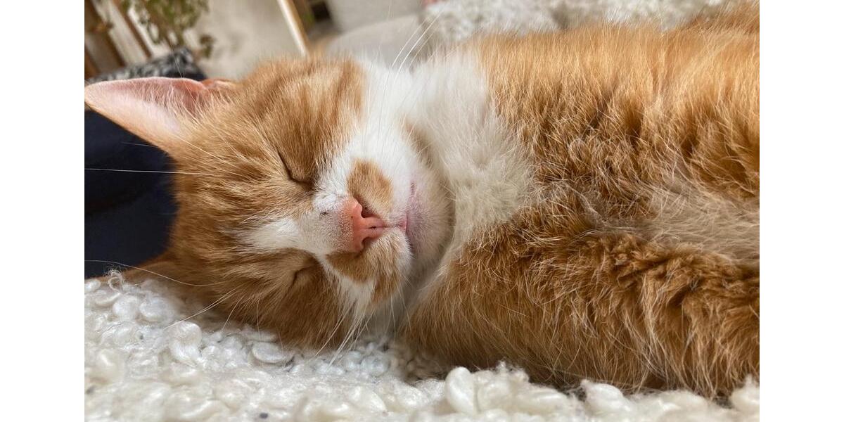 Wohnen auf Zeit Wilgartswiesen - 1 Zimmer, 23 m&sup2;, 350&euro; | Angebot:25977802