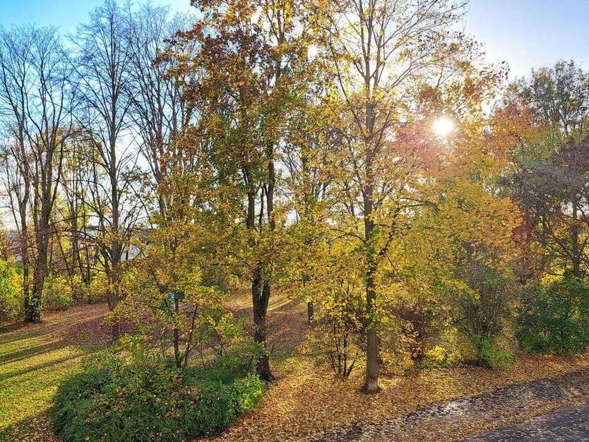 Wohnung zum Mieten in Magdeburg 723,33 € 74.57 m² 3 zimmer