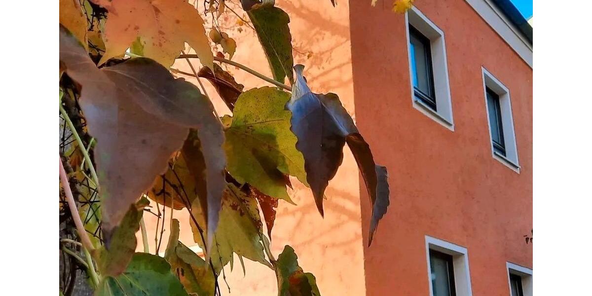 Gewerbeobjekt Grafenau Frauenberg - 300&euro; | Angebot:25790523