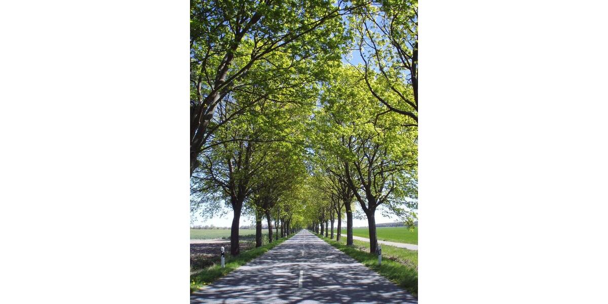 Etagenwohnung Tribsees - 4 Zimmer, 68 m&sup2;, 350&euro; | Angebot:25839944