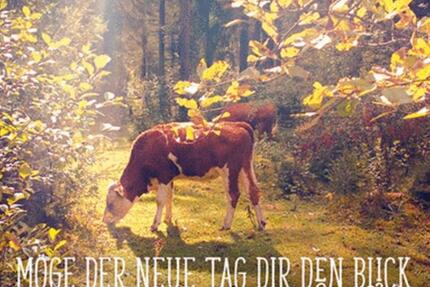 Wohnung im Fachwerkhaus Hofgemeinschaft 1 zimmer