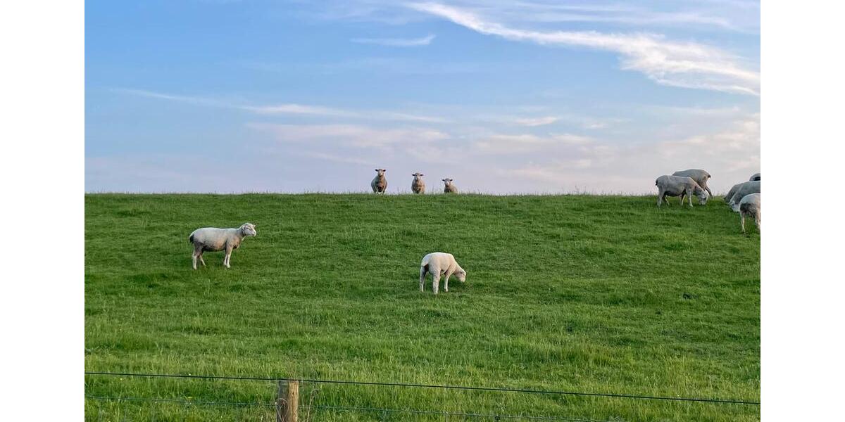 Erdgeschoßwohnung Norden - 2 Zimmer, 56 m&sup2;, 680&euro; | Angebot:25122112