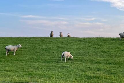 Wohnung Norden - 2 Zimmer, 56 m&sup2;, 680&euro; | Angebot:25122112