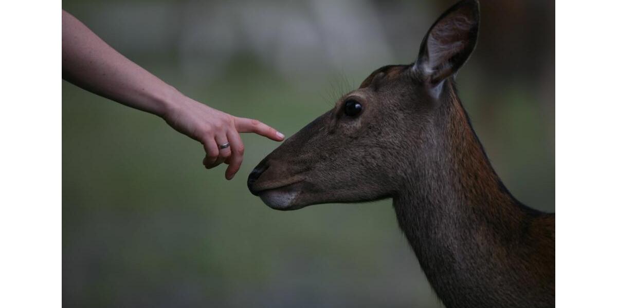 Etagenwohnung Bad Lauterberg im Harz - 3 Zimmer, 180 m&sup2;, 950&euro; | Angebot:25401794
