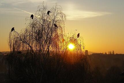 Gewerbeobjekt Riesa Neuweida - 630&euro; | Angebot:26226469