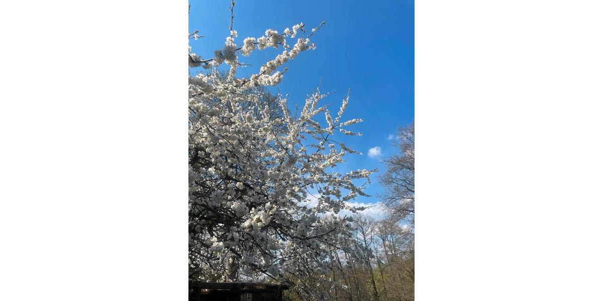 Dachgeschoßwohnung Templin - 1 Zimmer, 40 m&sup2;, 500&euro; | Angebot:26214530