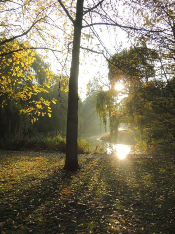 Schönes Zimmer mit eigenem Bad in Jugendstilwohnung am Park zimmer