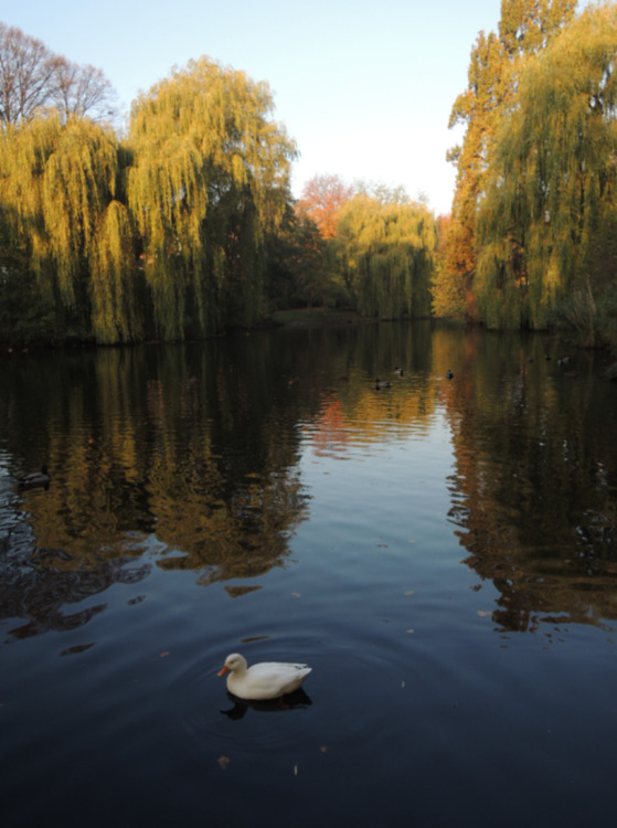 Schönes Zimmer mit eigenem Bad in Jugendstilwohnung am Park zimmer