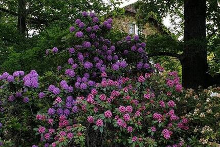 Wohnung Waldheim - 5 Zimmer, 137 m&sup2;, 950&euro; | Angebot:25309793