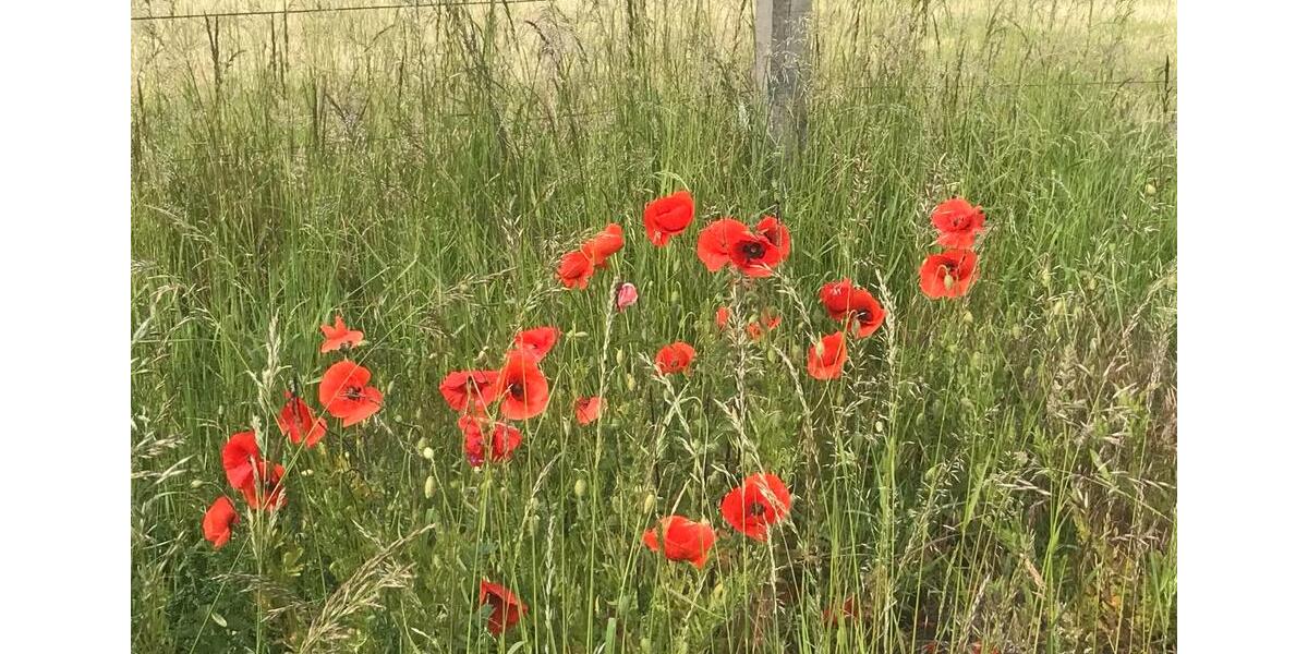 Wohnen auf Zeit Greven - 2 Zimmer, 50 m&sup2;, 80&euro; | Angebot:25903731