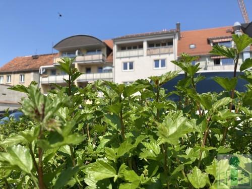 Attraktive und großzügige 4-Raum-Maisonette-Wohnung mit Balkon auf der Töpferstraße in Bautzen zu vermieten. 4 zimmer